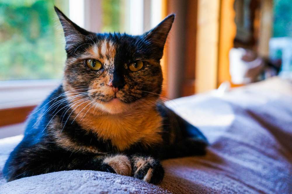 Un chat écaille de tortue se reposant paisiblement sur un canapé, mettant en valeur son pelage unique et coloré.