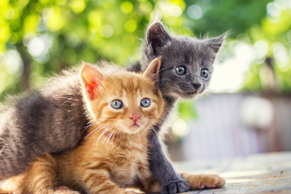 Faits sur les chats mâles : Deux adorables chatons interagissent de manière ludique l'un avec l'autre, mettant en valeur leur énergie juvénile et leur gentillesse