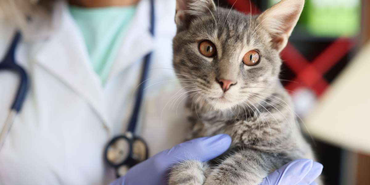 Mains vétérinaires tenant un beau chat dans une clinique vétérinaire, prodiguant des soins et de l'attention au patient félin