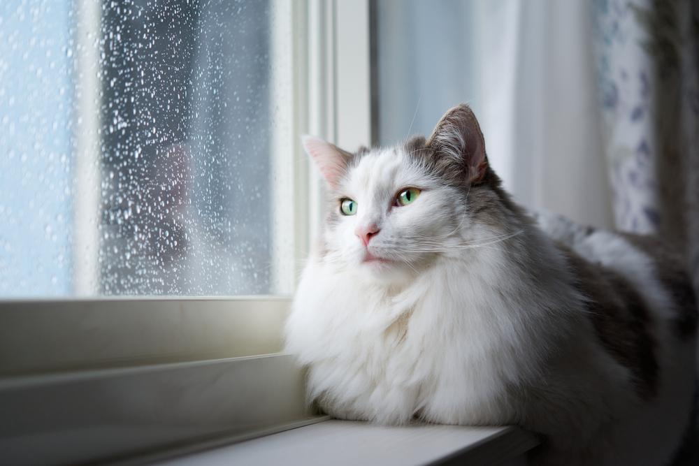 Noms de chats guerriers : Chat blanc assis à côté d'une fenêtre à la maison