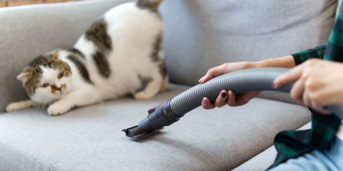 Un mignon chat blanc a peur d'un aspirateur, soulignant la peur commune que certains chats ont des appareils électroménagers.