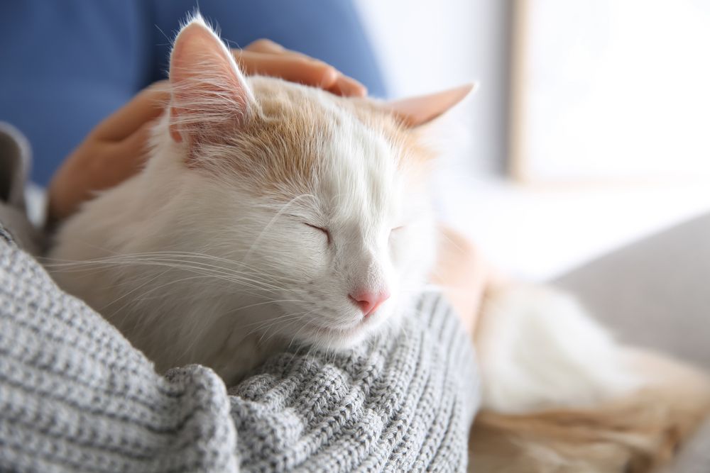 Glandex pour chats : Un chat qui fait des câlins à son maître et qui a l'air content et détendu.