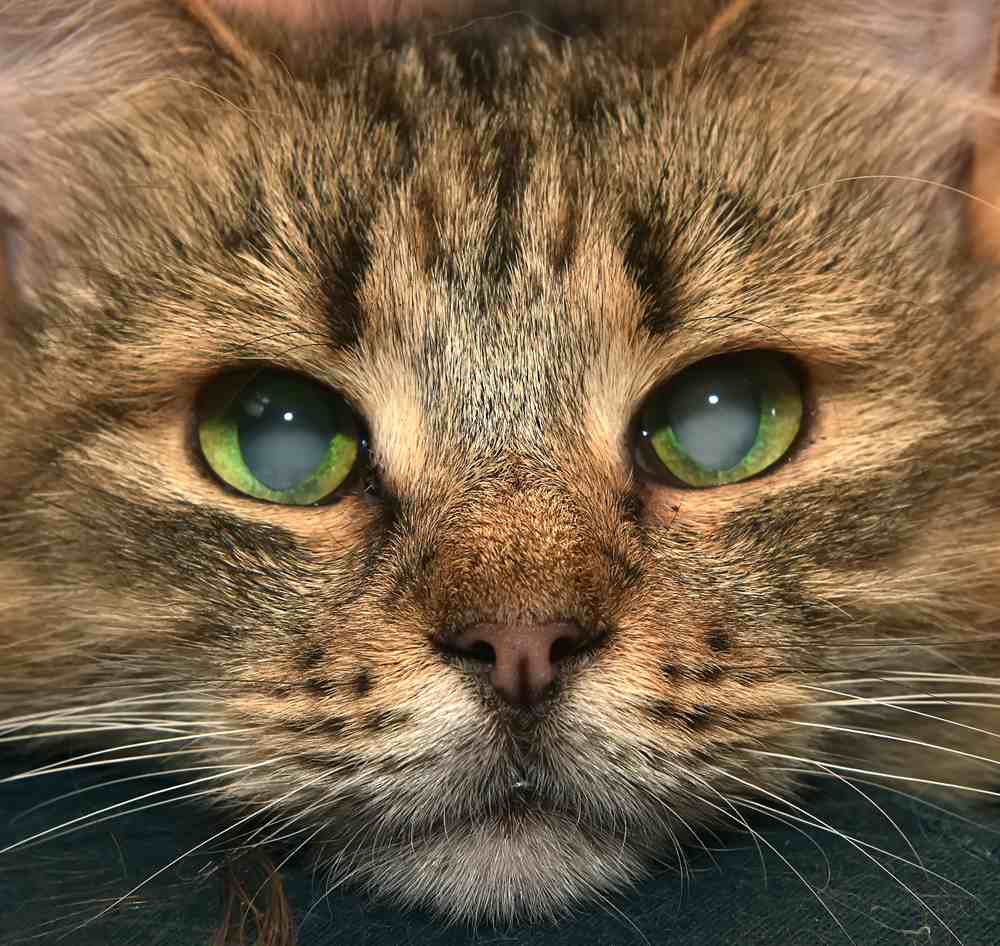 adorable sibérien tout doux avec cataracte