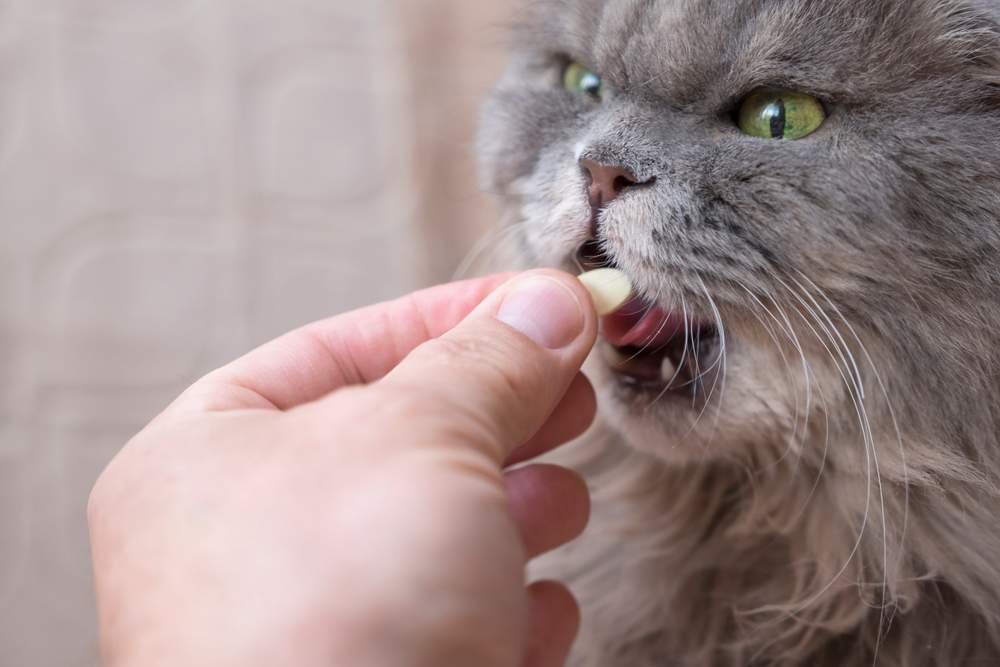 Grand chat gris recevant un supplément