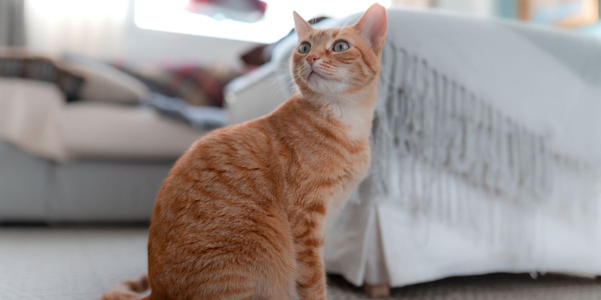 Glandex pour chats : un chat tigré regardant curieusement la caméra