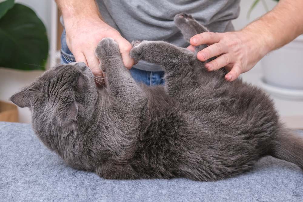 Un chat mord et griffe les mains d'une personne de manière ludique, illustrant le comportement typique d'un félin pendant le jeu