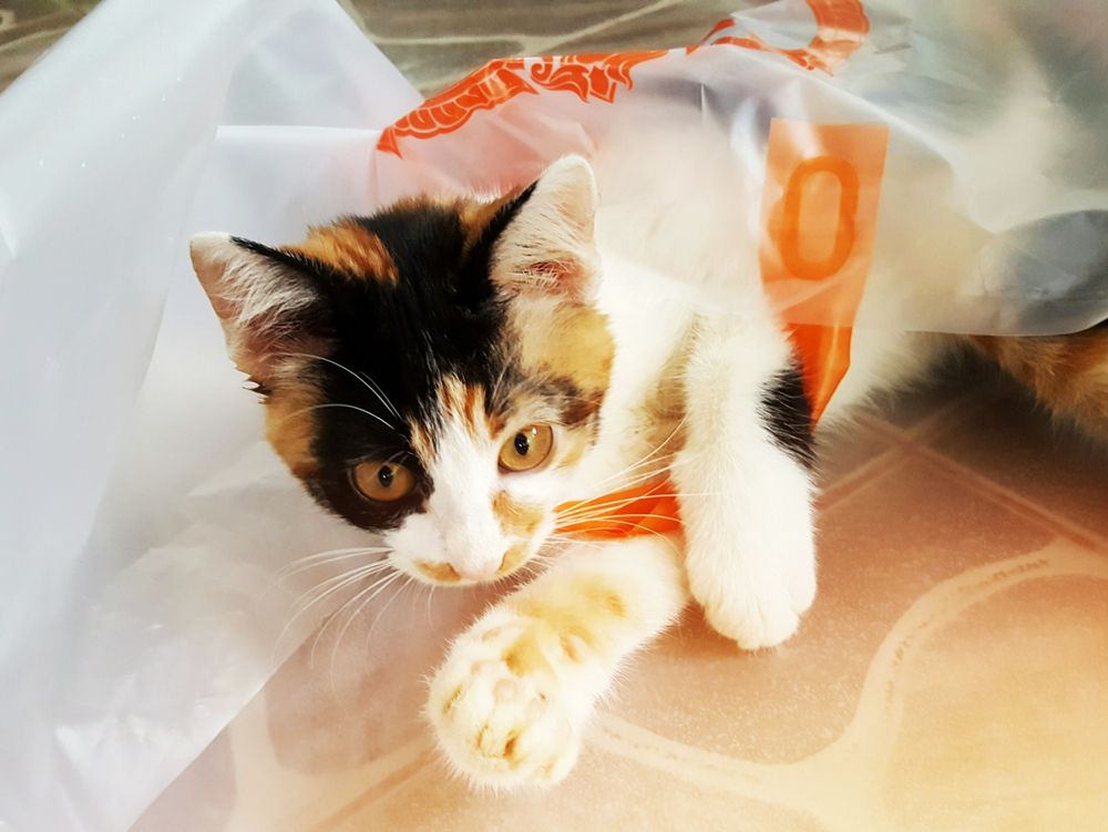 Chat amusant niché de manière ludique dans un sac en plastique.