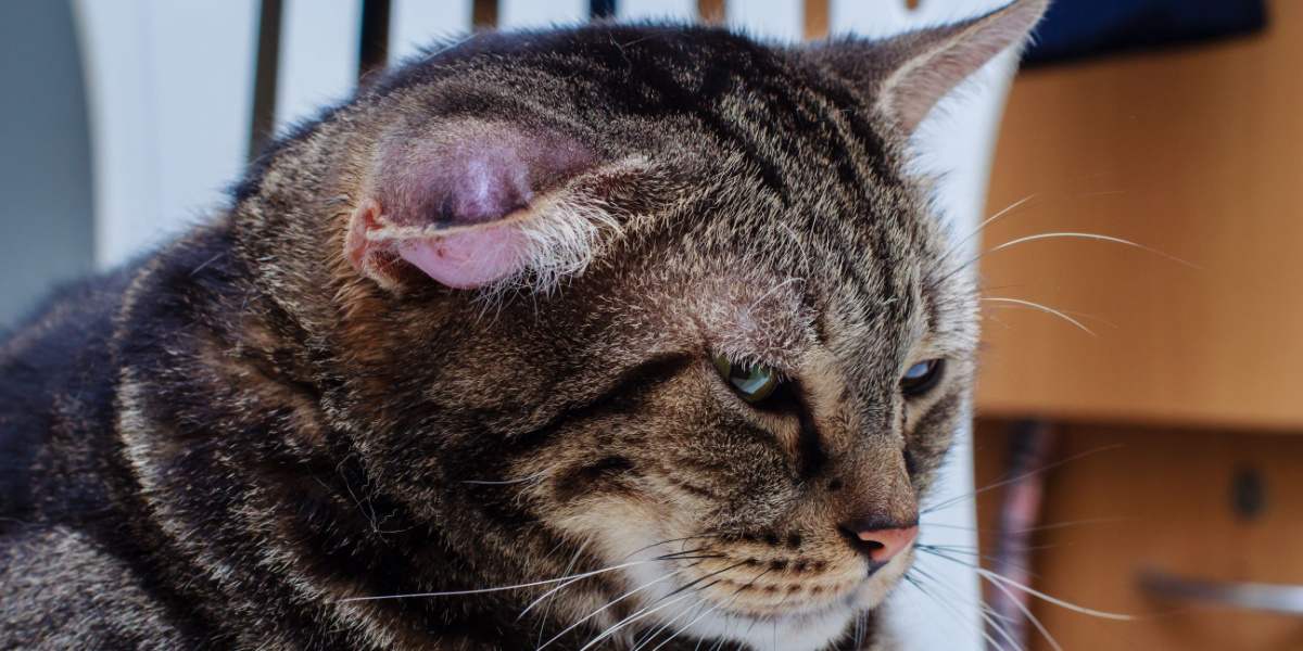 Un chat présentant un hématome, un gonflement ou une grosseur due à une accumulation de sang, apparaissant généralement sur l'oreille ou le visage du chat