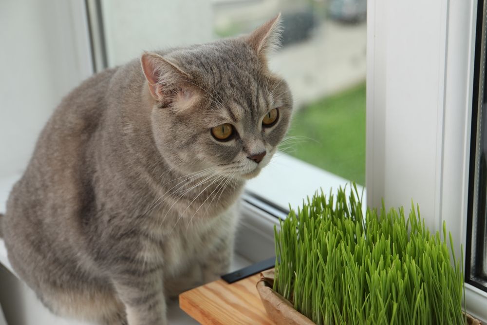 Chat près de l'herbe de blé fraîche pour chats sur un rebord de fenêtre à l'intérieur