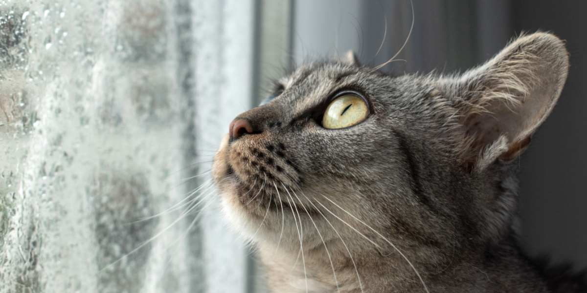 Un chat tigré d'intérieur assis à la fenêtre est surpris par la tempête et la pluie