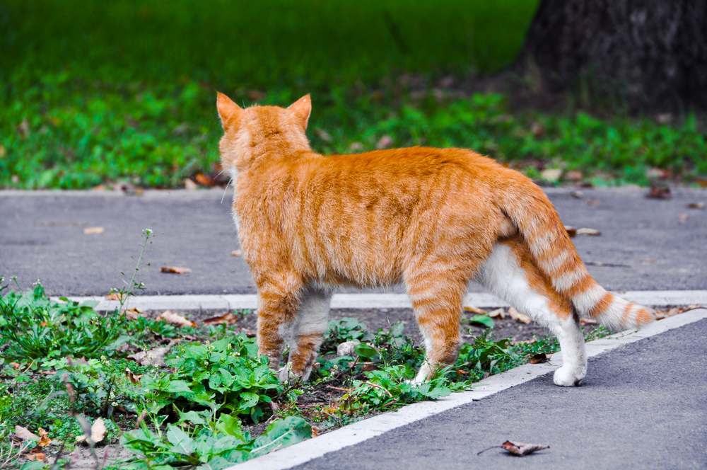 Les chats peuvent-ils retrouver leur chemin vers la maison ? Un chat marchant avec assurance sur une route pavée, incarnant un sens de l'aventure et de l'indépendance.