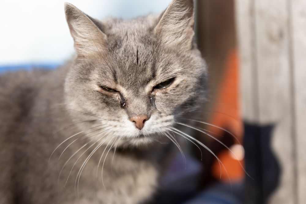 chat avec des conduits lacrymaux obstrués