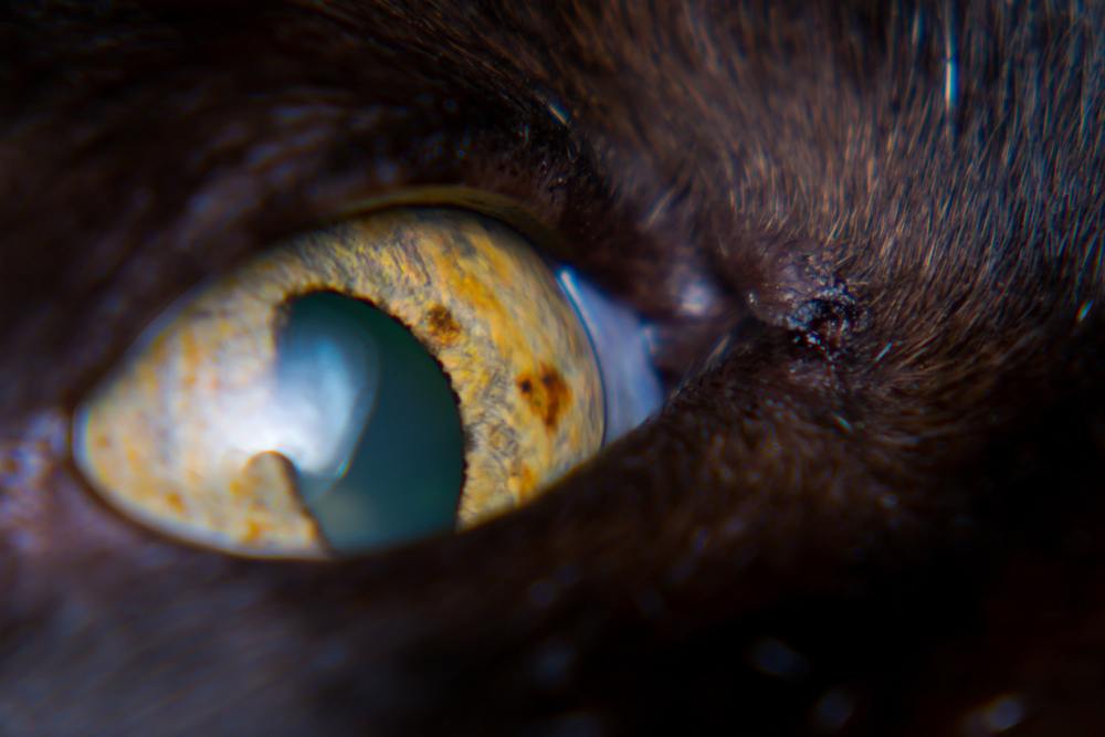 chat avec néoplasie intraoculaire