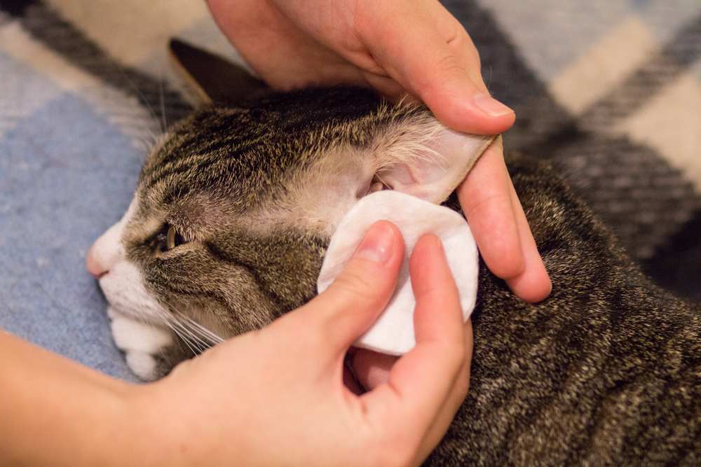 Un propriétaire de chat nettoie doucement les oreilles de son chat avec un coton, assurant ainsi l'hygiène et le bien-être des oreilles de son animal