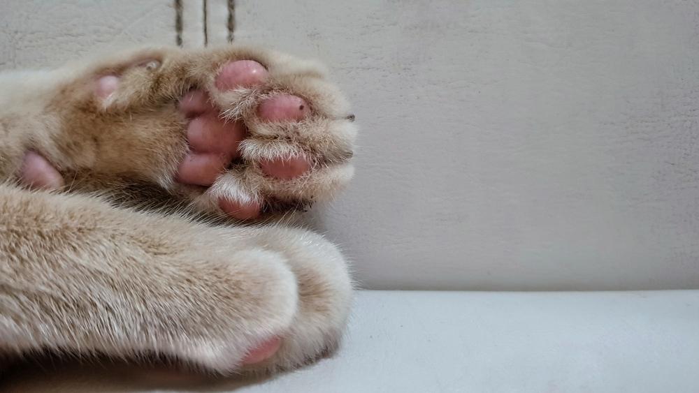 Pododermatite chez le chat : gros plan des coussinets de pattes sains d'un chat