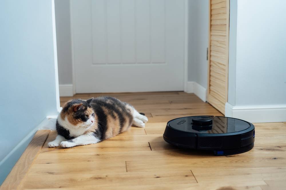 « Un chat domestique confus regarde un aspirateur intelligent en action, mettant en valeur l'intrigue et l'incertitude que la nouvelle technologie peut apporter au monde d'un chat.