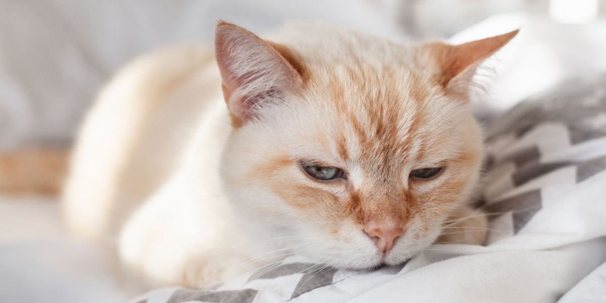 Chat domestique se reposant sur un lit.