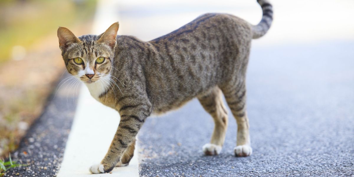 Les chats peuvent-ils retrouver leur chemin vers la maison ?