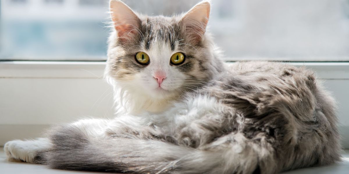 Une chatte duveteuse allongée sur un rebord de fenêtre.