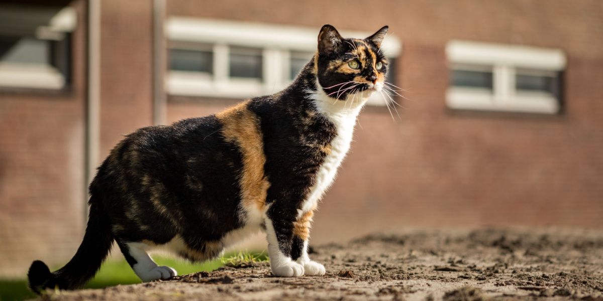 Chat calico aux yeux verts debout montrant sa poche primordiale