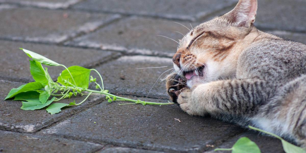 Chat tigré gris jouant avec de la vigne argentée, un moment humoristique et ludique