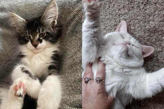 Comment les chats choisissent leur personne préférée ?