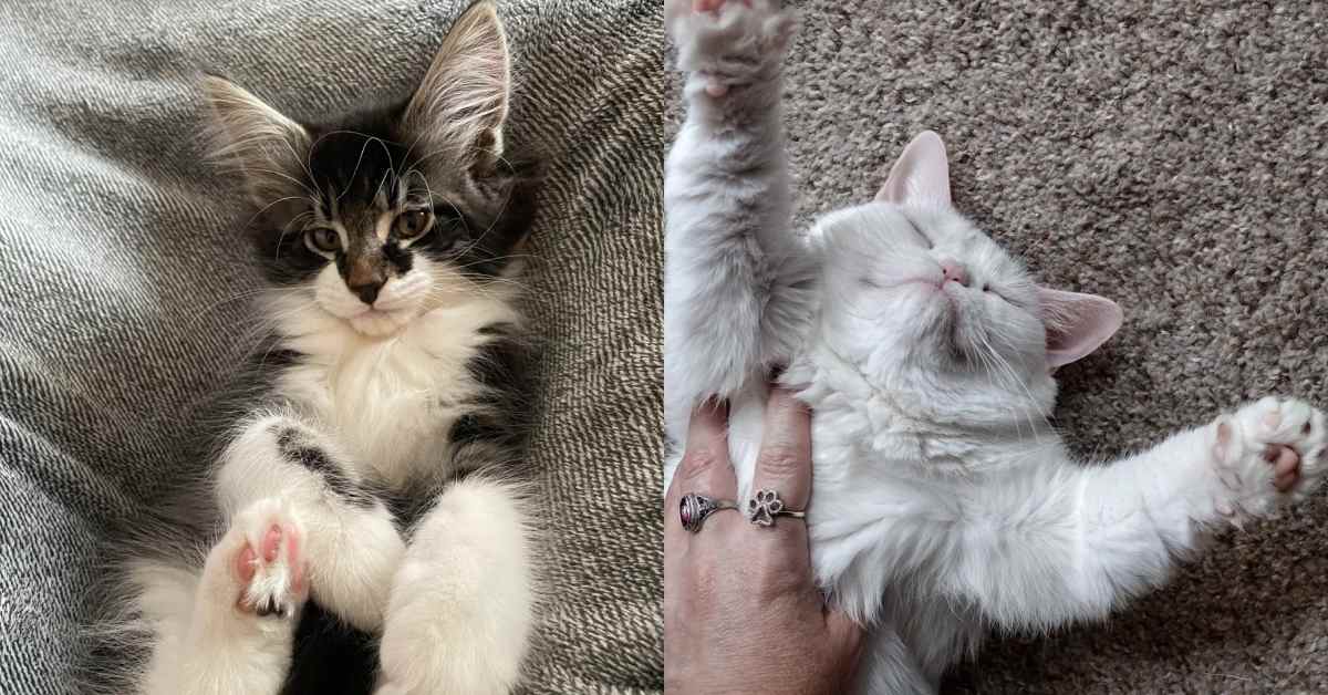 Vue divisée de deux chats : Léo, le Maine coon x chat des forêts norvégiennes, à gauche, et un chat blanc tout doux à droite