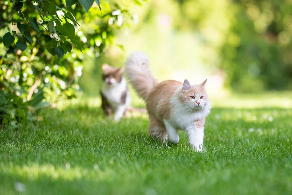 Faits sur les chats mâles : Un chat Maine Coon avec une queue touffue s'éloignant, affichant son apparence majestueuse et distinctive.