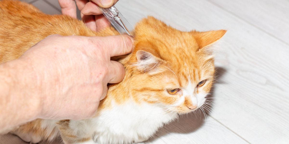 Sélamectine pour chats : Le propriétaire applique des gouttes antiparasitaires sur le garrot du chat, assurant ainsi la santé et la protection de l'animal.