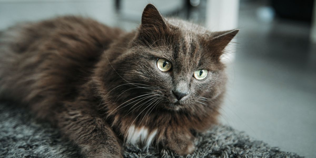 Un portrait en gros plan d'un chat mâle gris aux yeux verts saisissants, capturant le regard intense et captivant du chat.