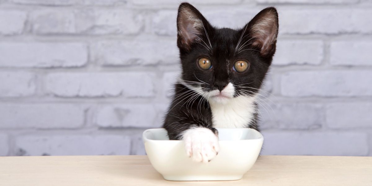 Les chats couvrent leur nourriture : Le chaton Tuxedo couvre son bol de nourriture avec sa patte, affichant un comportement ludique et inventif