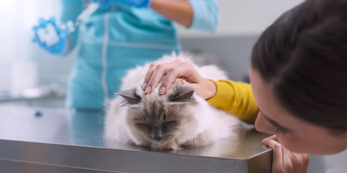 Vétérinaire préparant un antibiotique à administrer à un chat malade