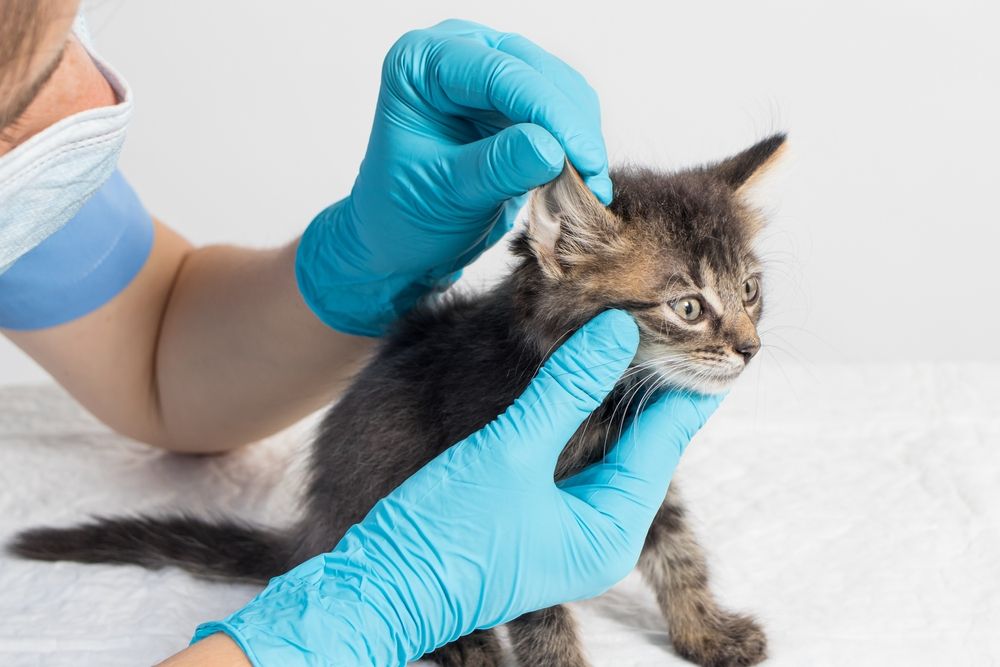 Un vétérinaire examine attentivement l'oreille d'un chaton, démontrant ainsi une évaluation médicale approfondie.