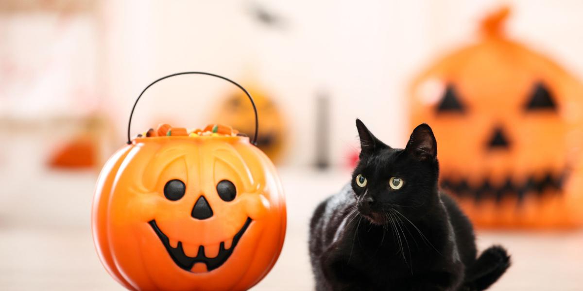 Chat noir avec des bonbons dans un seau d'Halloween