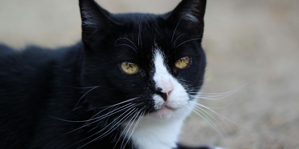 Taches brunes dans l'iris d'un chat noir et blanc.