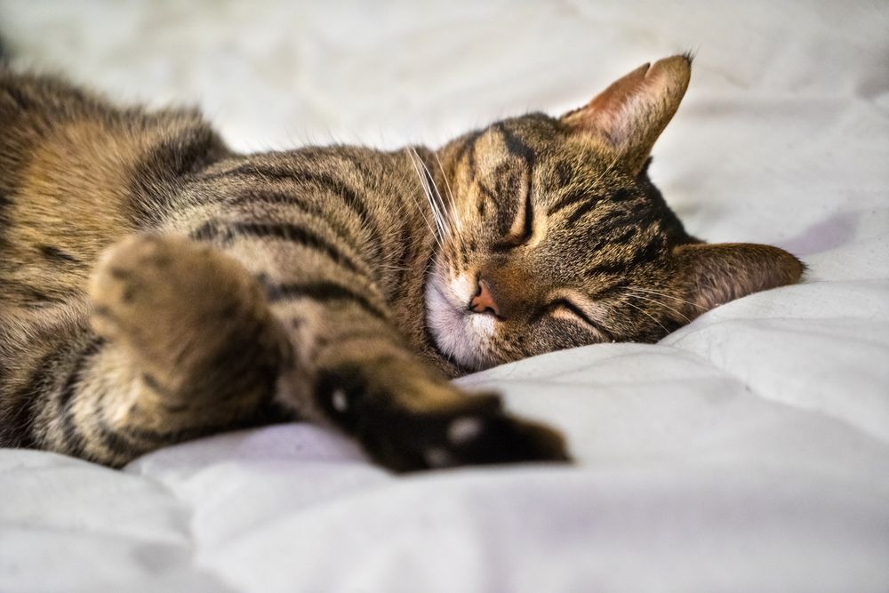 Chat tigré gris dormant paisiblement sur un lit