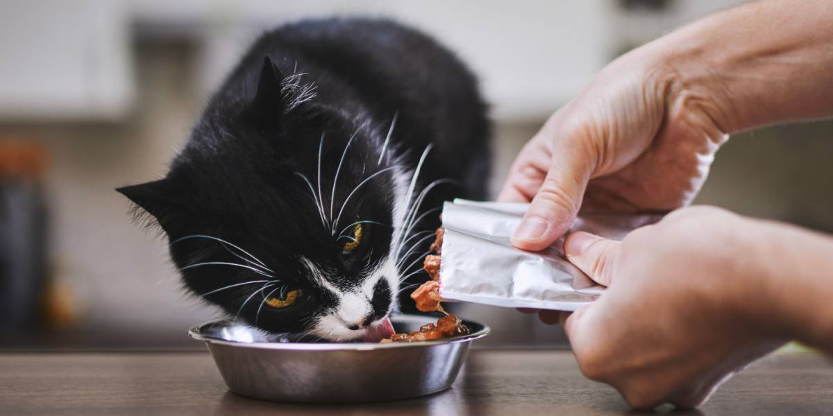 Un homme nourrit son chat affamé