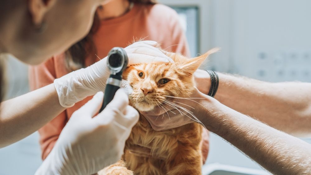 Vétérinaires examinant les yeux d'un Maine Coon de compagnie