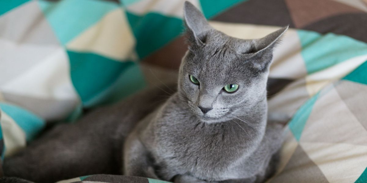 Charmant chaton d'un an confortablement niché dans son lit, l'air mignon et content