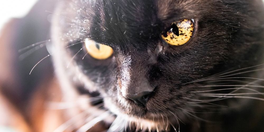 Taches noires dans l'iris (yeux) d'un chat noir