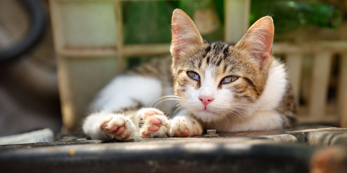 Œil de cerise chez le chat : le chat montre sa troisième paupière