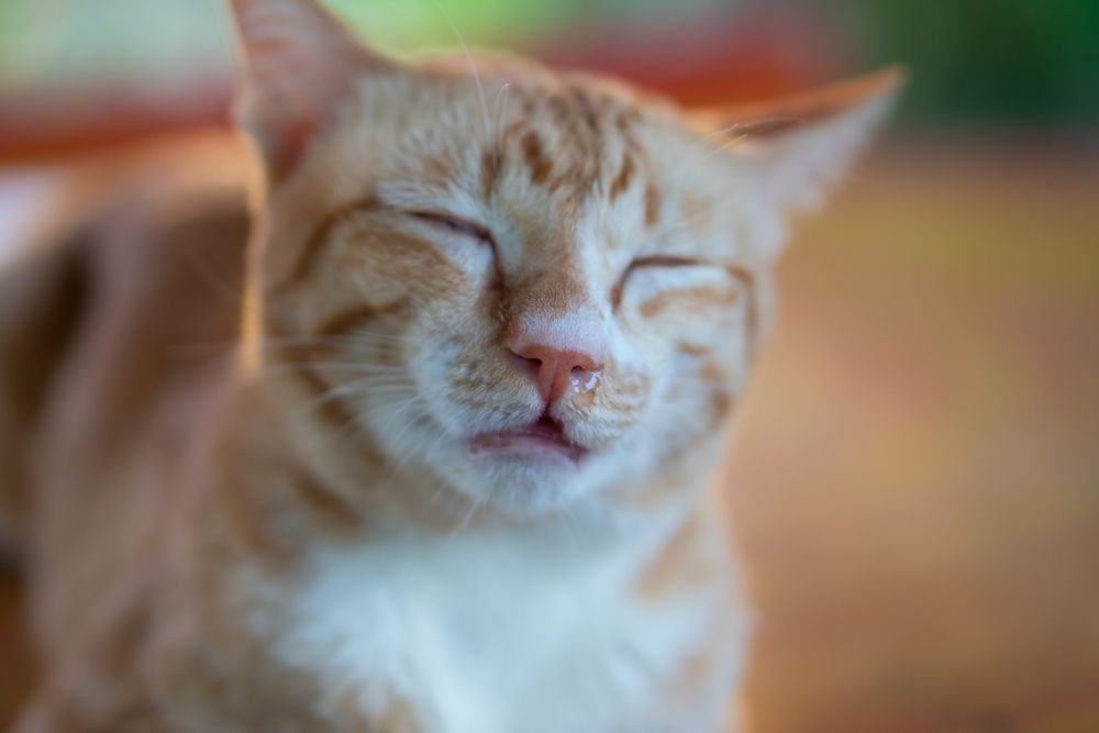 Chat tigré orange avec écoulement nasal, montrant des signes de maladie potentielle ou d'allergies.