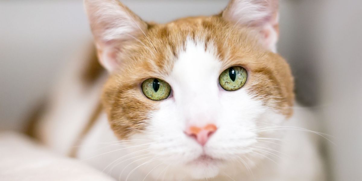 Chat tigré orange à poil court avec mélanose de l'iris