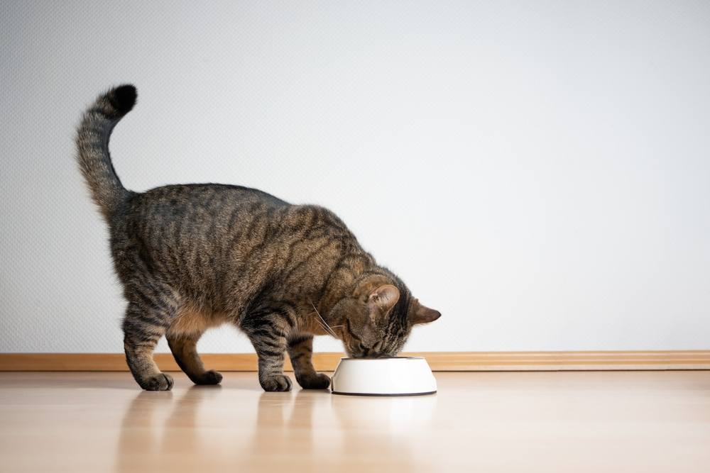 chat tigré mangeant de la nourriture pour animaux de compagnie dans une gamelle