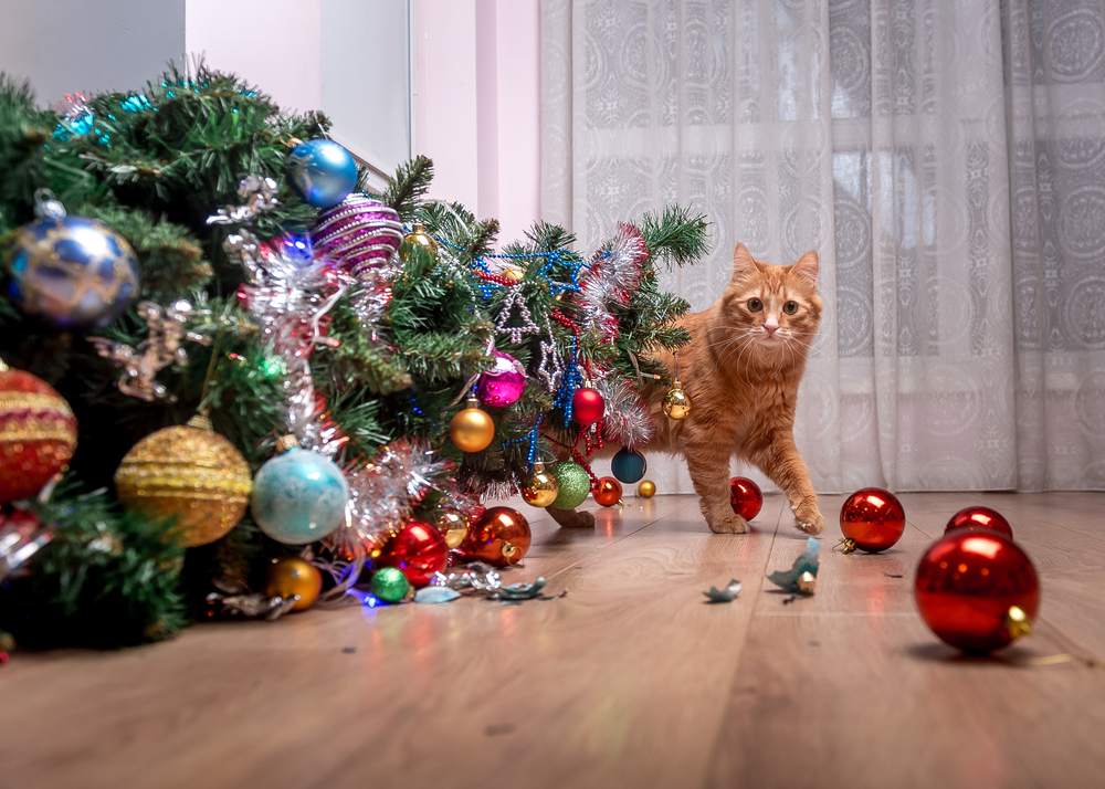 La faute du chat domestique : le sapin de Noël tombé