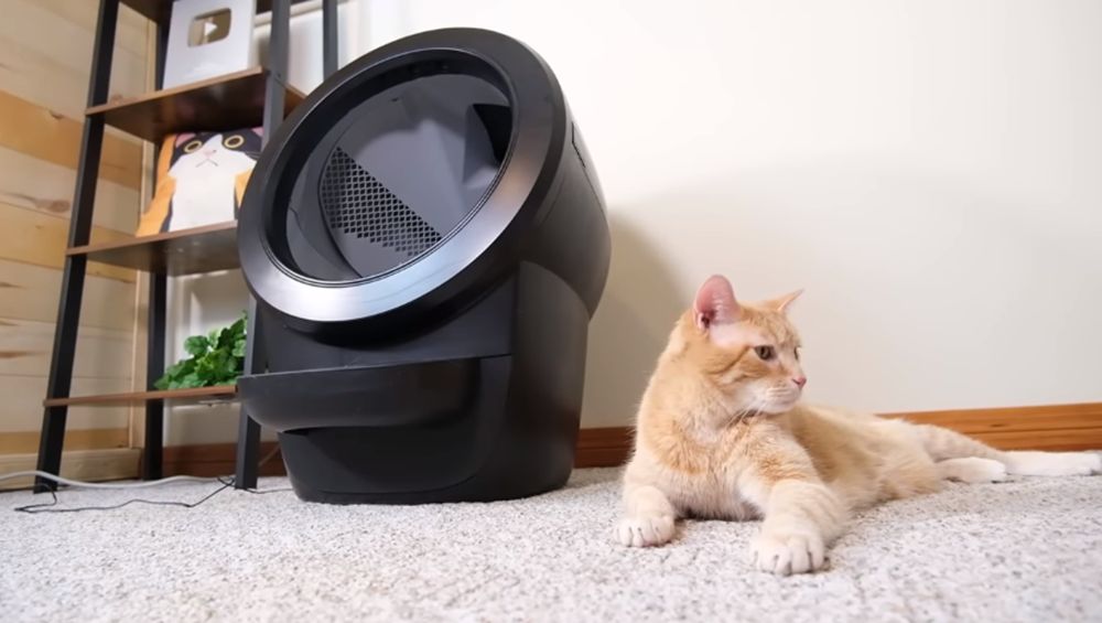 Robot de litière et chat orange