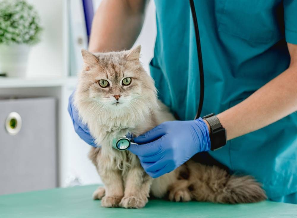 Vétérinaire écoutant un chat duveteux à l'aide d'un stéthoscope