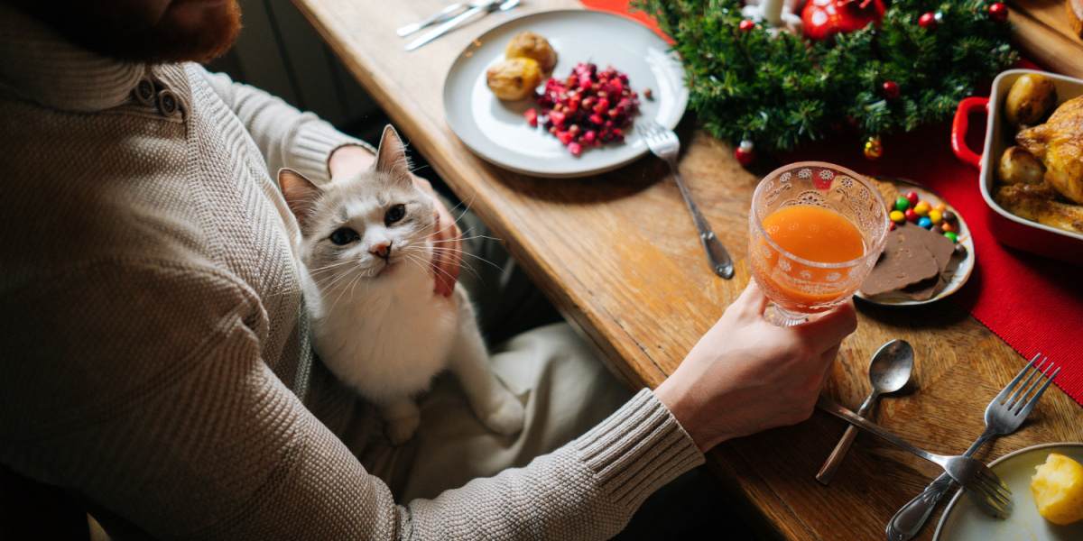 chat sur les genoux d'un homme, à la table d'un dîner de fête