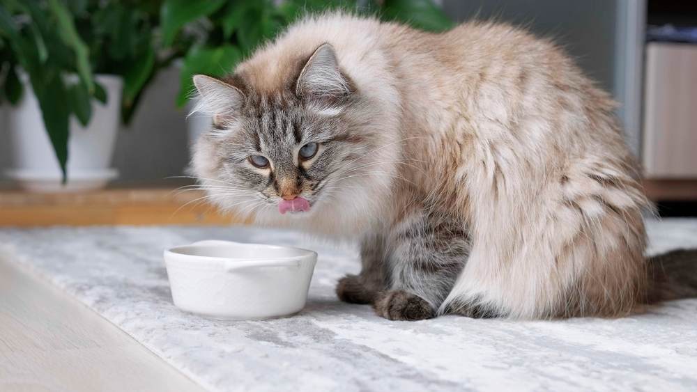 chat duveteux mangeant de la nourriture dans un bol blanc