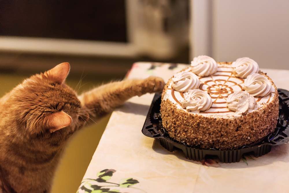 chat roux qui attrape un gâteau sur le comptoir